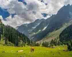 5 Nights 6 Days :- Honeymoon Kashmir Tour
